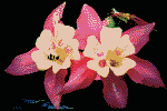 Blumen Gif Datei