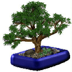 Bonsai Gif Datei