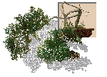 Bonsai Gif Datei