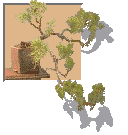 Bonsai Gif Datei