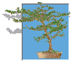 Bonsai Gif Datei