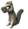 Eichhörnchen Gif Datei