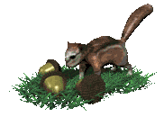 Eichhörnchen Gif Datei