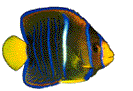 Fische Gif Datei