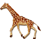 Giraffen Gif Datei