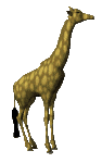 Giraffen Gif Datei