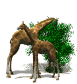 Giraffen Gif Datei