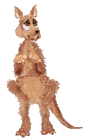 Kängurus Gif Datei