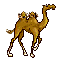 Kamele Gif Datei
