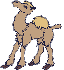 Kamele Gif Datei
