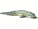 Krokodile Gif Datei