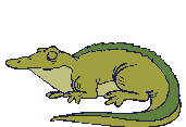 Krokodile Gif Datei