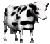 Kühe Gif Datei