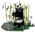 Pandas Gif Datei