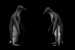 Pinguine Gif Datei