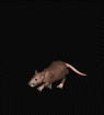 Ratten Gif Datei
