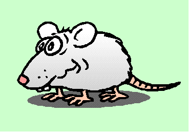 Ratten Gif Datei