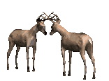 Rehe Gif Datei