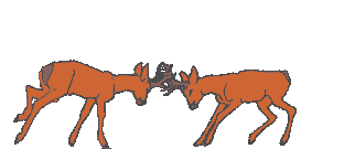 Rehe Gif Datei