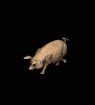 Schweine Gif Datei