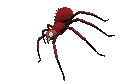 Spinnen Gif Datei