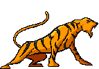 Tiger Gif Datei